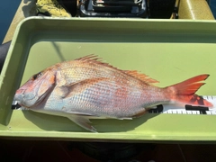 マダイの釣果