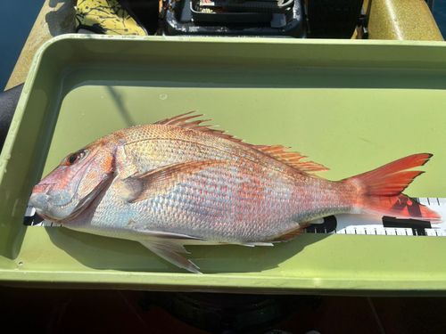 マダイの釣果