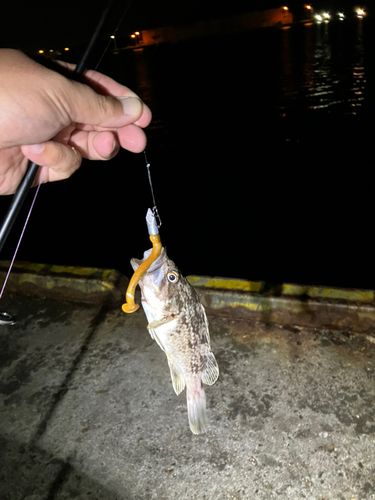 ソイの釣果