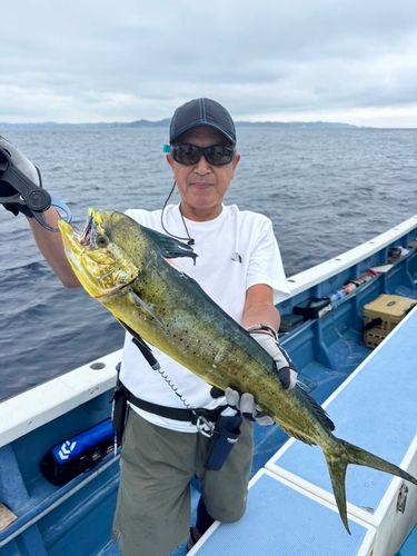 シイラの釣果