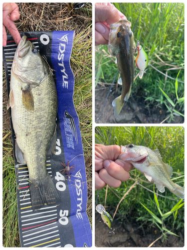 ブラックバスの釣果