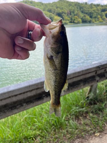ブラックバスの釣果