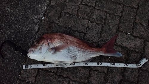 マダイの釣果