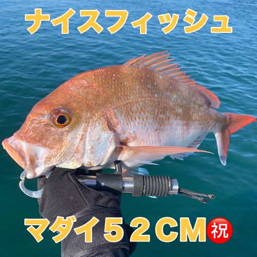 マダイの釣果