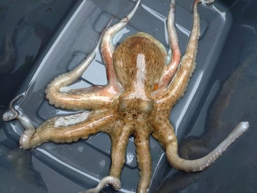 タコの釣果