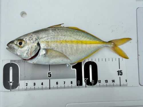 シマアジの釣果