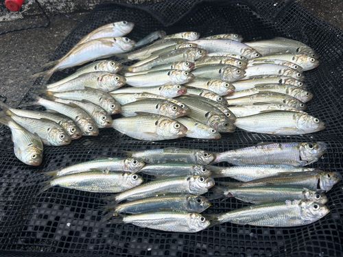 コノシロの釣果