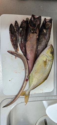 ショゴの釣果