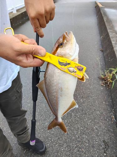 ショゴの釣果