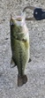 ブラックバスの釣果
