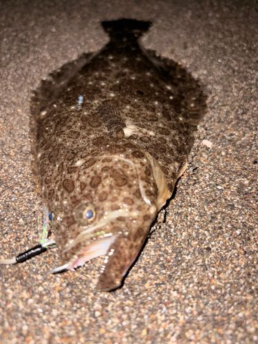 ソゲの釣果