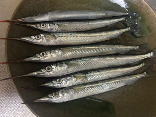 サヨリの釣果