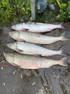 アキアジの釣果