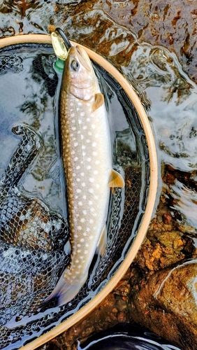 アメマスの釣果