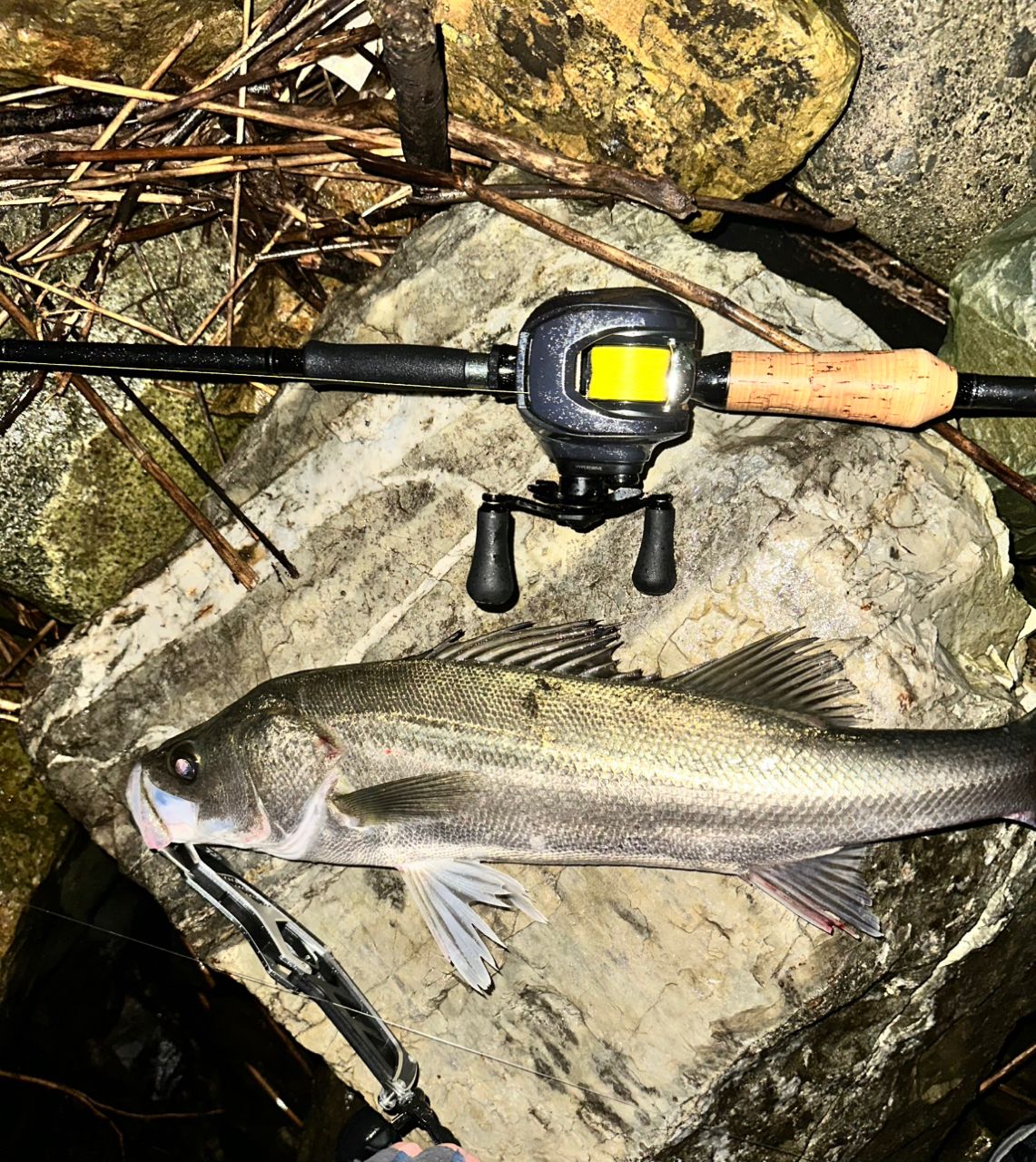 DAIWA 23ファントム リベラリスト 933MH+RSBの最安値・インプレ・釣果