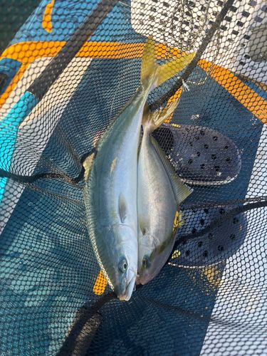 イナダの釣果