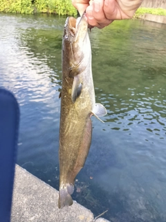 ナマズの釣果