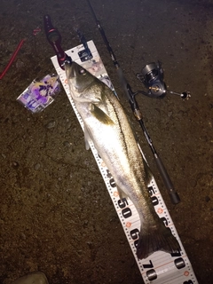 スズキの釣果