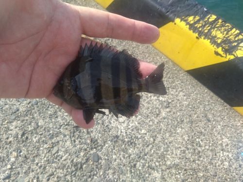 サンバソウの釣果