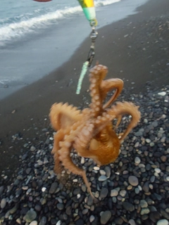 タコの釣果