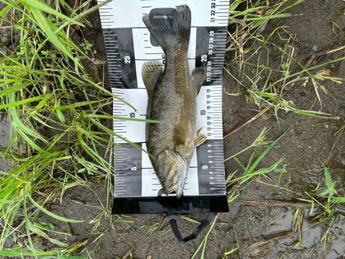 スモールマウスバスの釣果