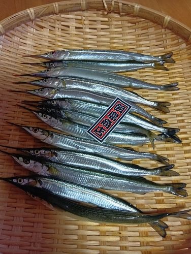 サヨリの釣果