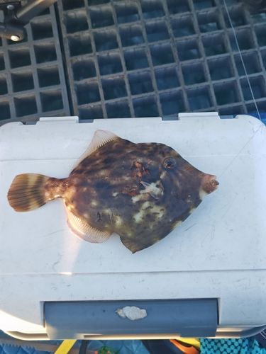 カワハギの釣果