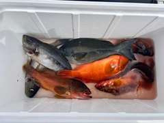 アカハタの釣果