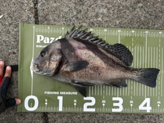 コショウダイの釣果