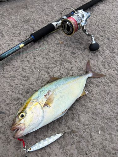 シオの釣果