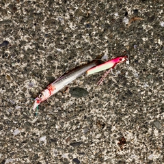 カマスの釣果