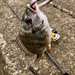 キビレの釣果
