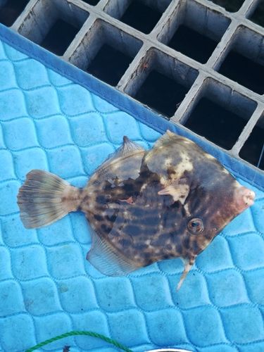 カワハギの釣果