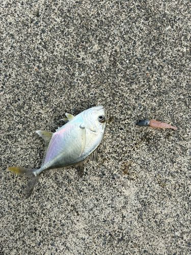 メッキの釣果