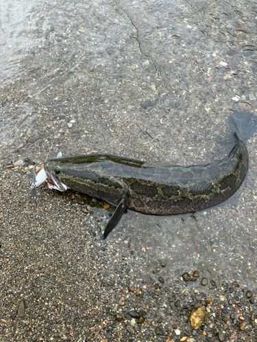 ライギョの釣果