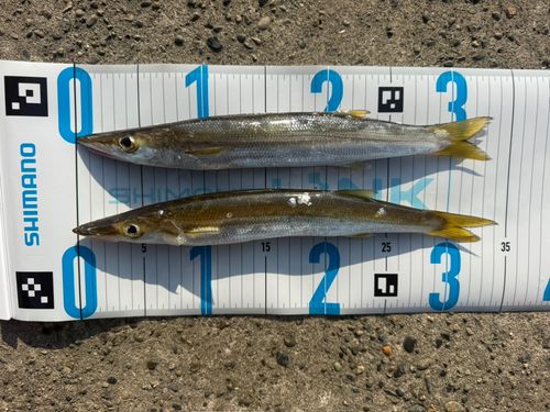 カマスの釣果