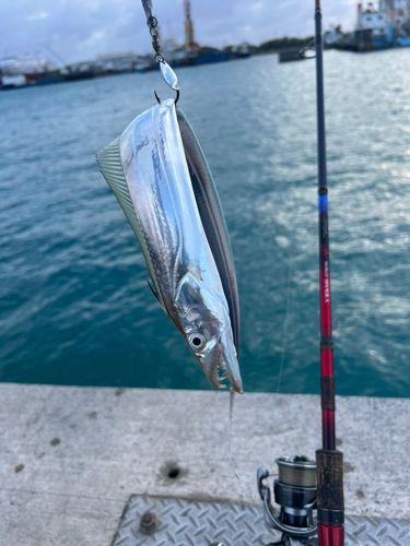 タチウオの釣果