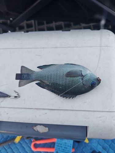 グレの釣果