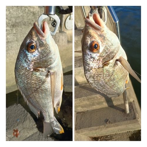 キビレの釣果
