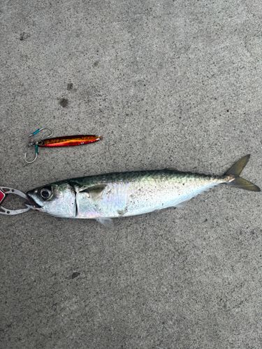 サバの釣果