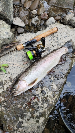 ニジマスの釣果