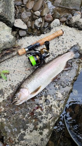 ニジマスの釣果