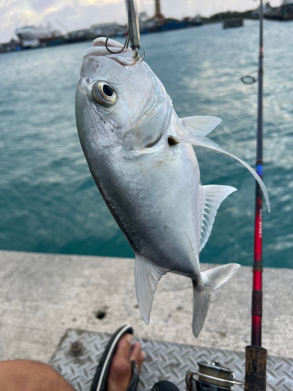SHIMANO 20ワールドシャウラ ドリームツアーエディション 2832RS-5の最