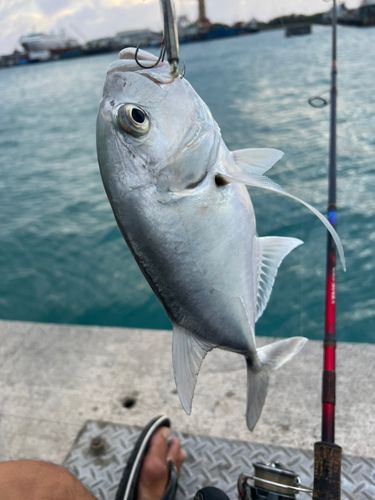 ガーラの釣果