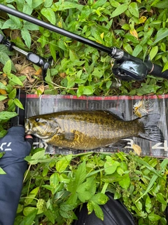 スモールマウスバスの釣果