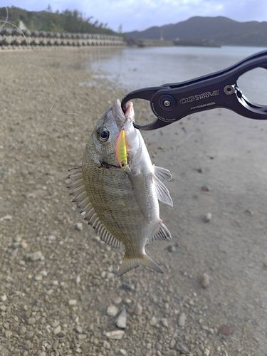 ミナミクロダイの釣果