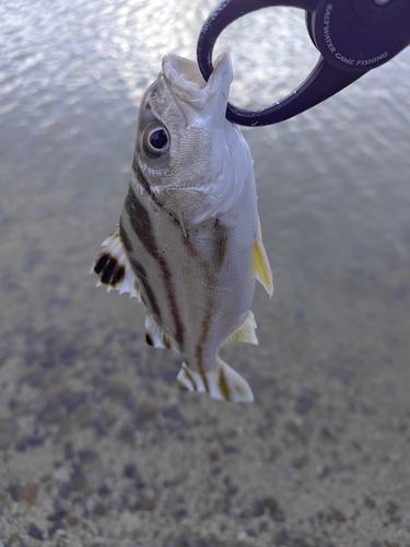 コトヒキの釣果