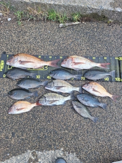 メジナの釣果