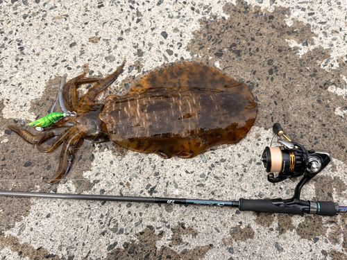アオリイカの釣果