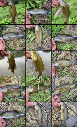 スモールマウスバスの釣果